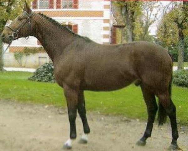 stallion Monsieur de Saussay (Anglo-Arabs, 2000, from Cook du Midour AA)