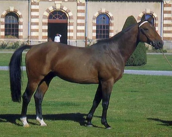 horse Echogene Latour (Selle Français, 1992, from Galoubet A)