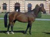 stallion Echogene Latour (Selle Français, 1992, from Galoubet A)