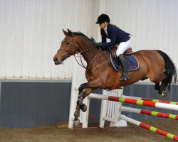 Pferd Qoccinelle Latour (Selle Français, 2004, von Jokus Latour)