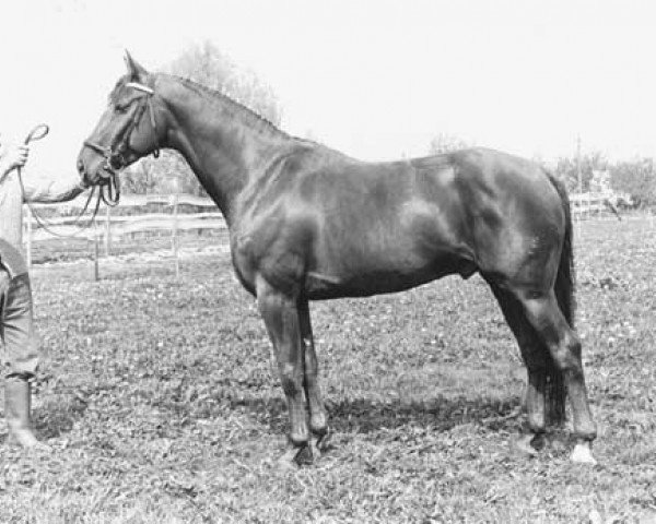 stallion Octaaf 169 STB (KWPN (Royal Dutch Sporthorse), 1973, from Cartoonist xx)