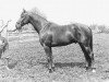 stallion Octaaf 169 STB (KWPN (Royal Dutch Sporthorse), 1973, from Cartoonist xx)