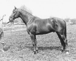 stallion Octaaf 169 STB (KWPN (Royal Dutch Sporthorse), 1973, from Cartoonist xx)