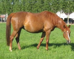 broodmare Fantaisie Amusante (Selle Français, 1993, from Laudatus)