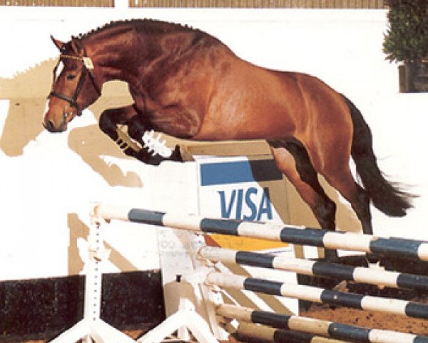 horse Cevin (Holsteiner, 1991, from Calando I)