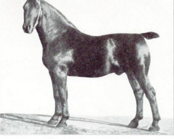 stallion Ritter 2675 (Oldenburg, 1916, from Roland 2356)