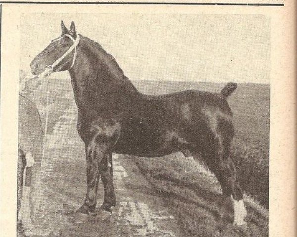 stallion Ridderslag (Alt-Oldenburger / Ostfriesen, 1932, from Rittersporn 3371)