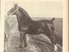 stallion Ridderslag (Alt-Oldenburger / Ostfriesen, 1932, from Rittersporn 3371)