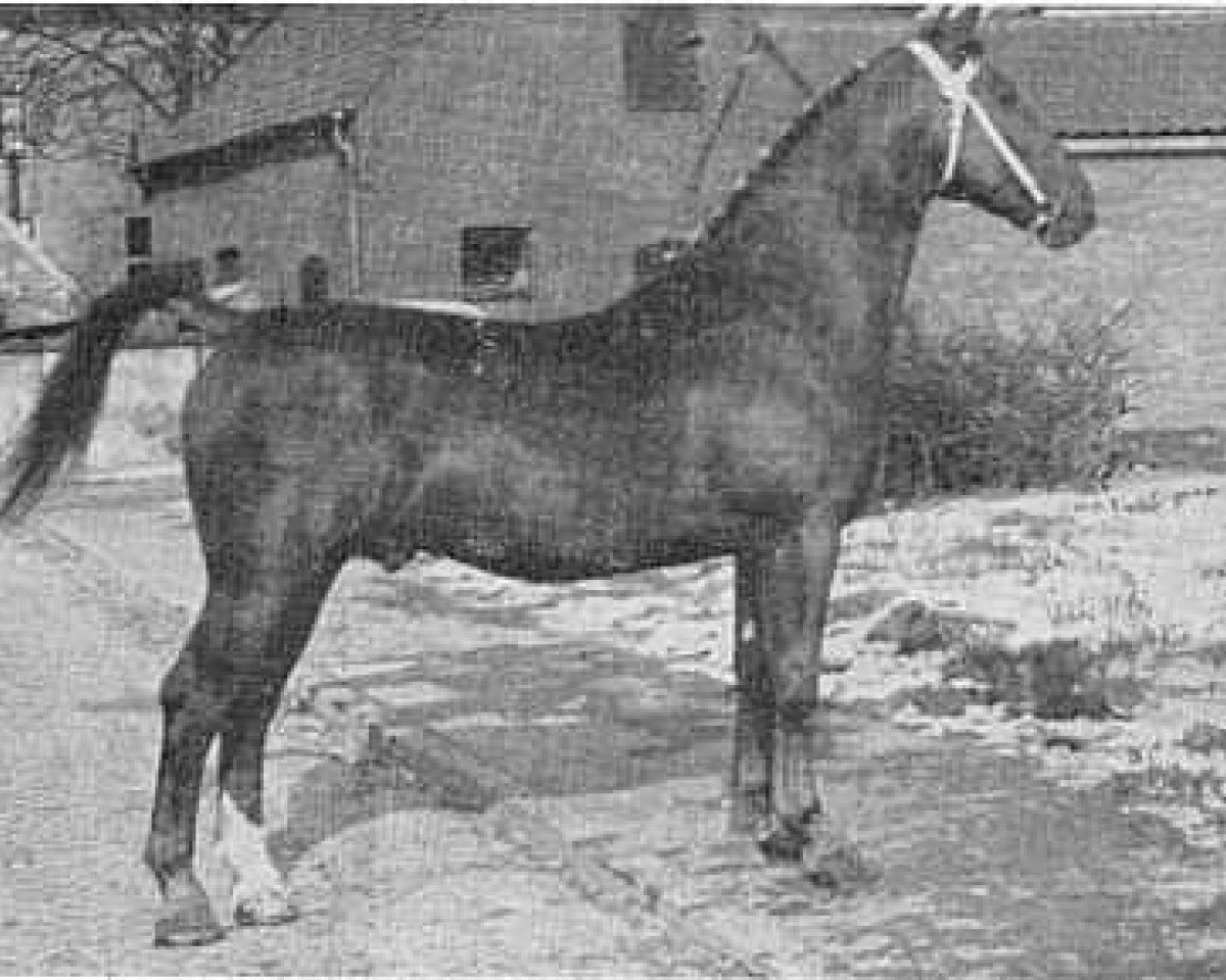 Deckhengst Perlon (Gelderländer, 1951, von Kornet)