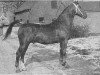 stallion Perlon (Gelderland, 1951, from Kornet)