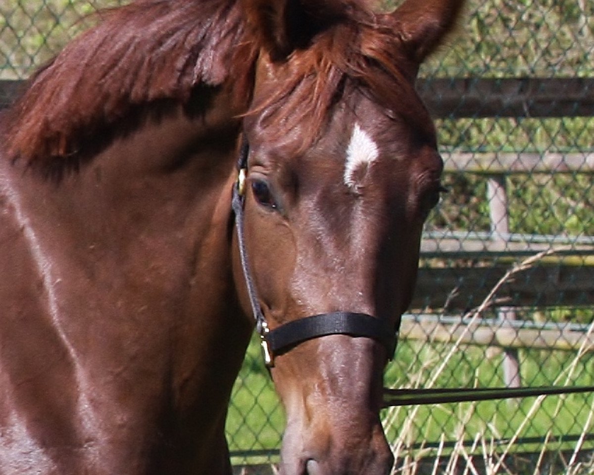 broodmare Romance (Oldenburg, 2013, from Ron Rubin)