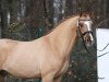 dressage horse Der kleine Prinz 31 (German Riding Pony, 2014, from FS Daddy Cool)