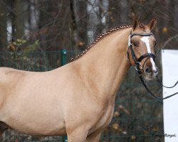 Dressurpferd Der kleine Prinz 31 (Deutsches Reitpony, 2014, von FS Daddy Cool)