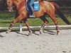 dressage horse Ronaldo Nature (Westphalian, 2002, from Bmc Roman Nature)