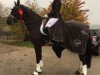 dressage horse Batida de Coco 52 (Hanoverian, 2007, from Brentano II)