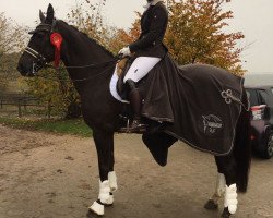 dressage horse Batida de Coco 52 (Hanoverian, 2007, from Brentano II)