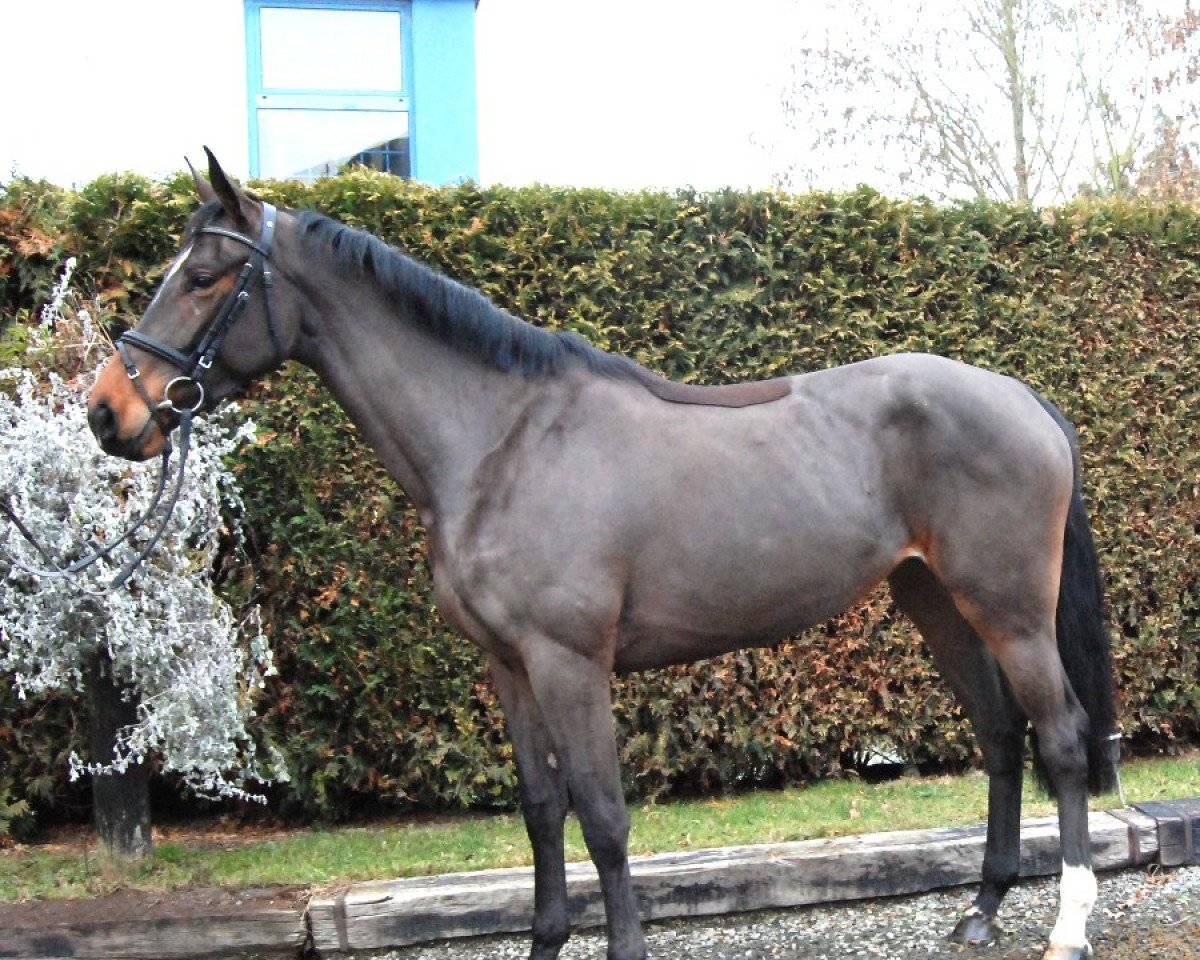 jumper Caramia (Oldenburg, 2013, from Coupe d`Or)