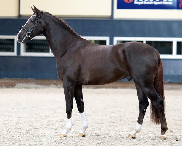 stallion Ferguson (Hanoverian, 2011, from Fuechtels Floriscount OLD)