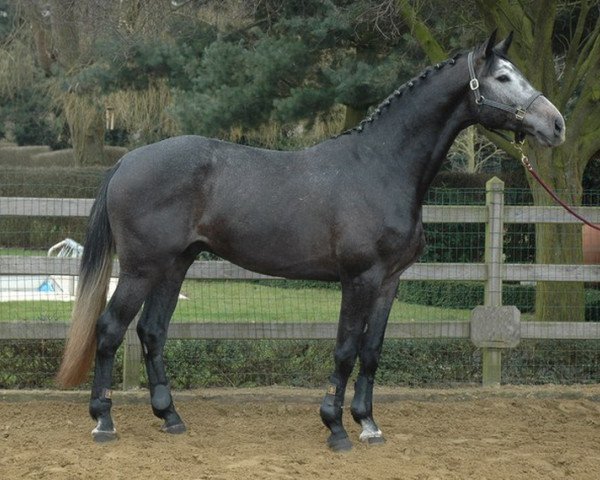 stallion Costello (Holsteiner, 2009, from Colbert GTI)