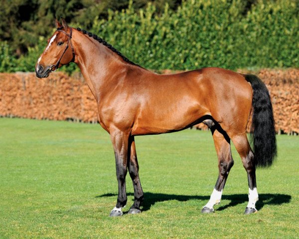 stallion Carabas van de Wateringhoeve (Belgian Warmblood, 2002, from Toulon)