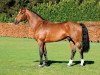 stallion Carabas van de Wateringhoeve (Belgian Warmblood, 2002, from Toulon)