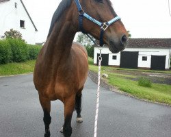 jumper Ravina 10 (Hessian Warmblood, 2003, from Rodman)