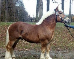 stallion Nico P (Rhenish-German Cold-Blood, 2014, from Nimbus)