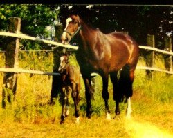 broodmare Sanssouci 77 (Thuringia, 1997, from Unbekannt)