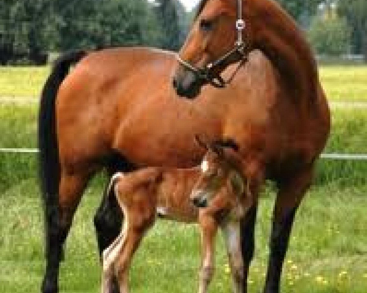broodmare Femberley (Belgian Warmblood, 2005, from Grandeur)