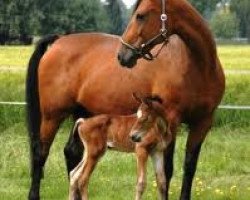 broodmare Femberley (Belgian Warmblood, 2005, from Grandeur)