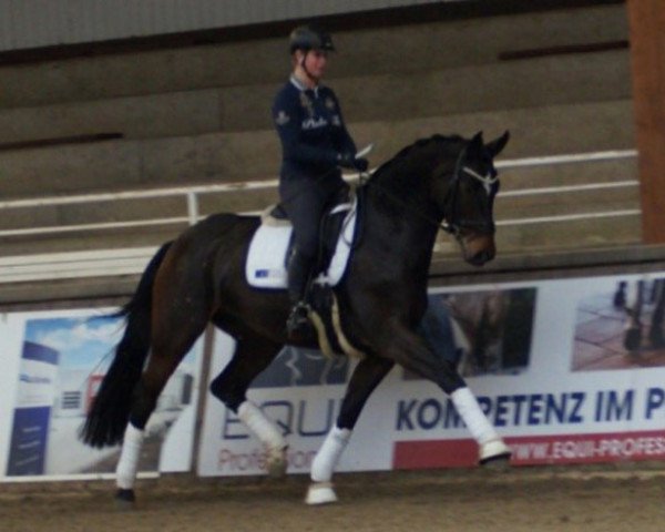 dressage horse Behind Blue Eyes (Hanoverian, 2010, from Belissimo NRW)