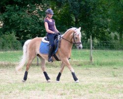 broodmare Laila (Haflinger, 1994, from Nobel (12.5% ox))