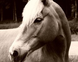 dressage horse Ronja (Haflinger, 2006, from Armstrong)