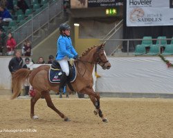 Springpferd Raphael 95 (Deutsches Reitpony, 1998, von Jacobspeel's Rocky)