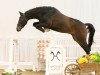 jumper Quetal (Hanoverian, 2011, from Quite Rubin)