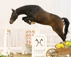 jumper Quetal (Hanoverian, 2011, from Quite Rubin)