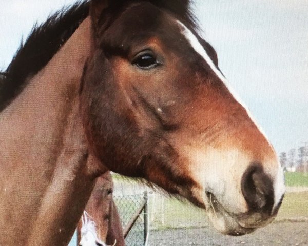 Springpferd Shutty (Bayer, 2011, von Sir Shutterfly)