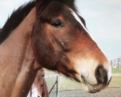 jumper Shutty (Bavarian, 2011, from Sir Shutterfly)