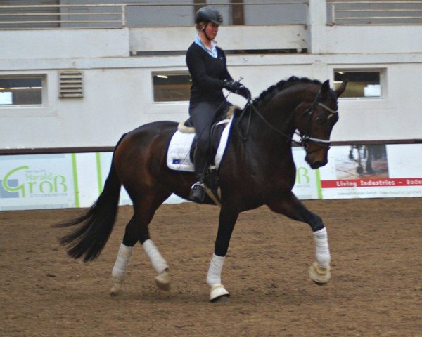 dressage horse Frederic (Hanoverian, 2011, from Fidertanz)