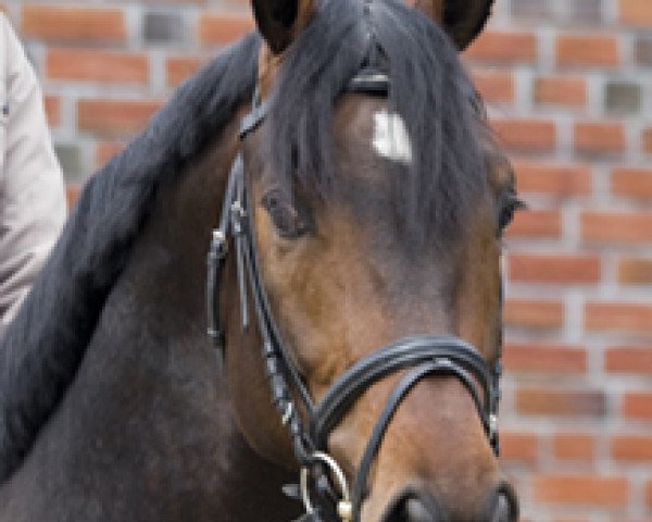 horse Rondenjo (KWPN (Royal Dutch Sporthorse), 2006, from Rhodium)