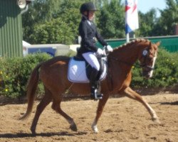 dressage horse Happy Morning (Welsh-Pony (Section B), 1995, from Heros)