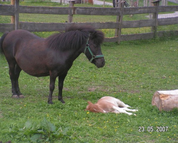broodmare Netty (Shetland Pony, 1997, from Prinz)