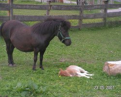 Zuchtstute Netty (Shetland Pony, 1997, von Prinz)