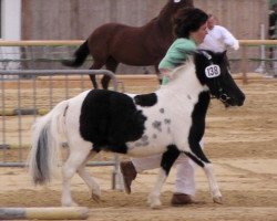 broodmare Sissi vom Oberland (Shetland Pony, 1995, from Baron II)