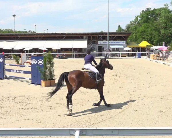 Reitturnier Münsingen 2019