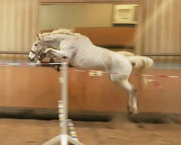 broodmare Fleur D'Avril Deefacker (Belgium Sporthorse, 2005, from Utrillo van de Heffinck)