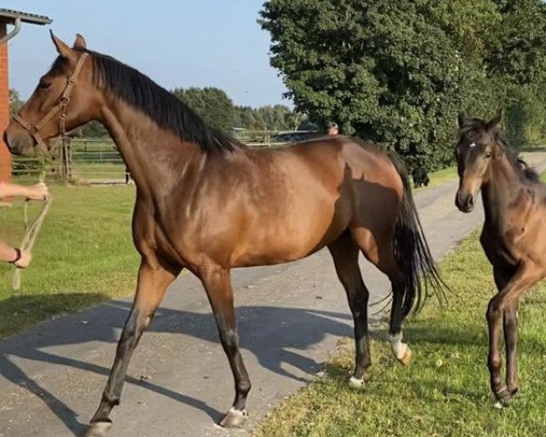 dressage horse Ultrafee (Oldenburg, 2021, from San Amour I)