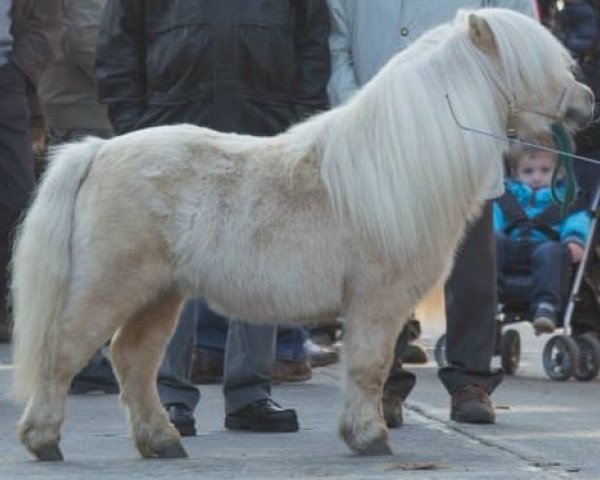 horse Ysbrand van de Kostersweide (Shetland pony (under 87 cm), 2006, from Kerswell Cloud)