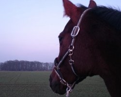 horse Gwennyfhar (Hanoverian, 1998, from Granulit)