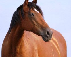 broodmare Madonna III (Holsteiner, 1997, from Parco xx)